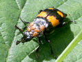 Nicrophorus vespilloides